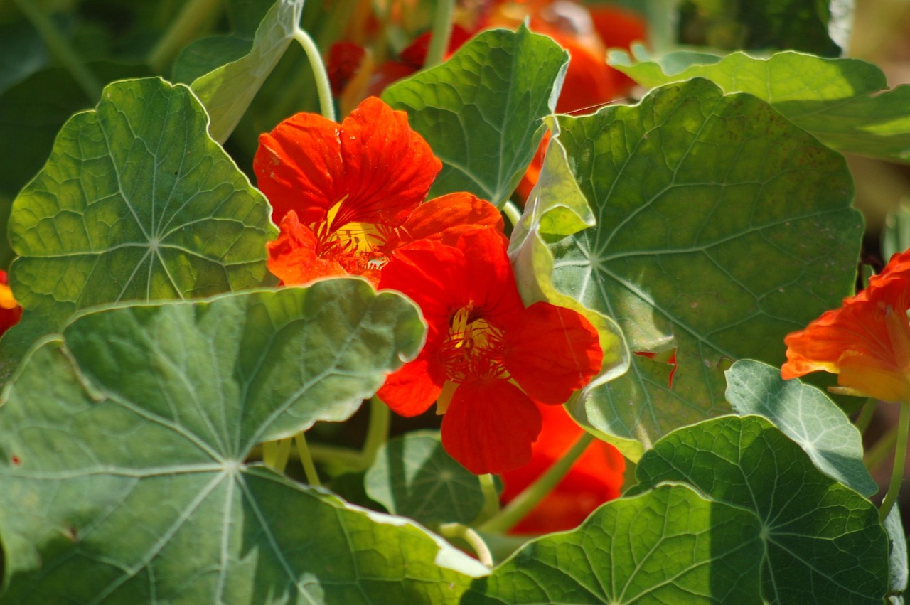 Nasturcja: witamina C, glukozynolany i luteina
